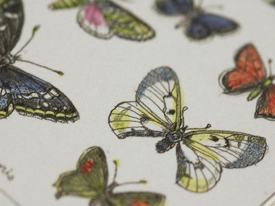 Michiyo Yamashita / la carte des papillons