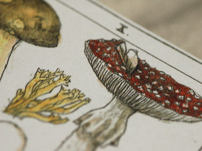 Michiyo Yamashita / la carte des champignons